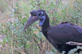 Abyssinian Ground-hornbill - female_5938.jpg