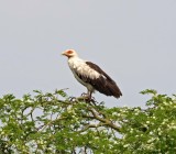 Palm-nut Vulture_6965.jpg