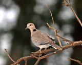 Vinaceous Dove_8446.jpg
