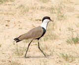 Spur-winged Lapwing_7563.jpg