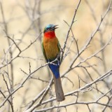 Red-throated Bee-eater_8172.jpg