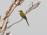 Swallow-tailed Bee-eater_6708.jpg