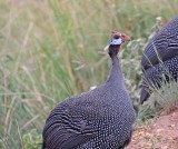 Helmeted Guineafowl_6200.jpg