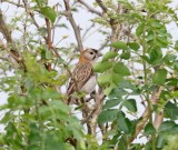 Speckle-fronted Weaver_6766.jpg