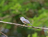 Red-winged Gray Warbler_8438.jpg