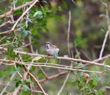 Shelleys Sparrow_8492.jpg
