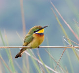 Blue-breasted Bee-eater_5700.jpg
