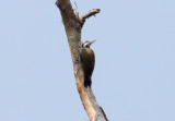 Yellow-crested Woodpecker_9139.jpg