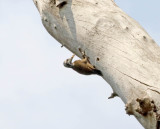 Yellow-crested Woodpecker_9155.jpg