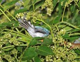 African Blue Flycatcher_9717.jpg