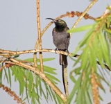 Bronze Sunbird _9702.jpg