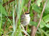 Chubbs Cisticola_0023.jpg