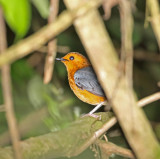 Red-capped Robin-Chat_9321.jpg