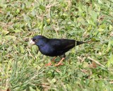 Village Indigobird_0338.jpg