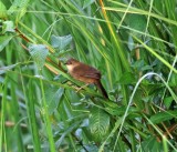 Little Rush Warbler_9801.jpg