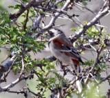 Cape Sparrow - male_2909.jpg