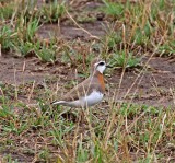 Caspian Plover - breeding_1104.jpg