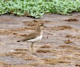 Caspian Plover - non-breeding_1028.jpg