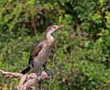 Reed Cormorant_1722.jpg