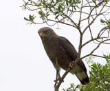 Western Banded Snake-Eagle_2186.jpg