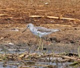 Common Greenshank_1624.jpg
