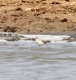 Curlew Sandpiper_1649.jpg