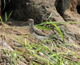 Green Sandpiper_1605.jpg