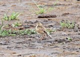 African Pipit_0960.jpg