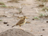 African Pipit_1035.jpg