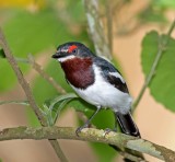 Brown-throated Wattle-eye - female_2763.jpg