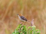Carruthers Cisticola_0925.jpg