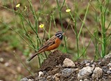 Cinnamon-breasted Bunting_1520.jpg