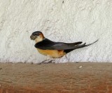 Mosque Swallow_1571.jpg