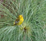 Slender-billed Weaver - female_2014.jpg