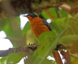 Snowy-crowned Robin-Chat_2739.jpg