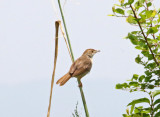 Trilling Cisticola_2219.jpg