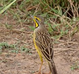 Yellow-throated Longclaw_1333.jpg