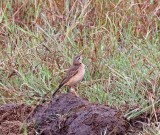 Plain-backed Pipit_0772.jpg