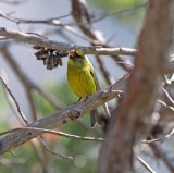 Forest Canary - male_2264.jpg