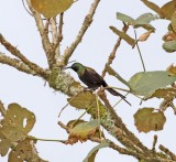 Bronze Sunbird - male_2950.jpg