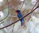 Black Bee-eater_3983.jpg
