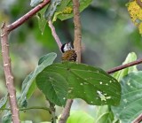 Cardinal Woodpecker - female_3757.jpg