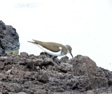 Common Sandpiper_5095.jpg