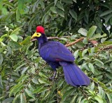 Uganda birds and wildlife