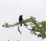 Red-faced Barbet_5321.jpg