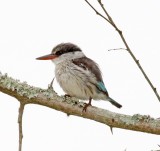 Striped Kingfisher_5180.jpg