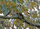 Fine-banded Woodpecker - female_3250.jpg