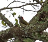 Fine-banded Woodpecker - female_3267.jpg