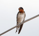 Angola Swallow_3879.jpg