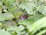 Banded Prinia_3679.jpg